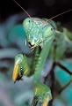 mantis religiosa 3